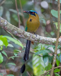 An Amazonian Motmot (Momotus momota) at a farm off the Linden/Soesdyke Highway.  (Photo by Kester Clarke / www.kesterclarke.net)
