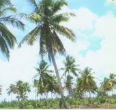 A Pomeroon Coconut Grove