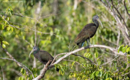 A pair of Green Ibis (Mesembrinibis cayennensis) perched above a swamp in Mackenzie, Linden.  (Photograph by Kester Clarke / www.kesterclarke.net)