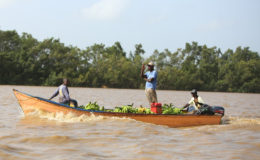 Transporting plantains to market on the Essequibo River yesterday. (Photo by Keno George)