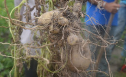 Potatoes harvested at eight weeks from the pilot project (GINA photo)
