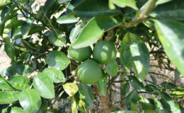 Lemons at the Ebini plot (Ministry of Agriculture photo)