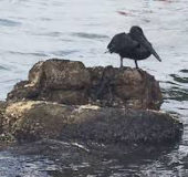 A marine bird covered in oil following the recent Trinidad & Tobago oil spill. (Trinidad Express photo)
