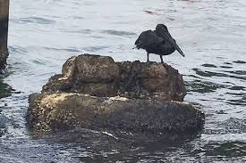 A marine bird covered in oil following the recent Trinidad & Tobago oil spill. (Trinidad Express photo)