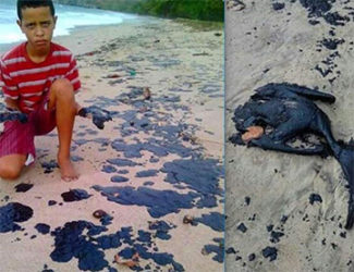 Images posted on Papa Bois’ Facebook page shows the oil on the beach and its effect on wildlife.