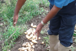 Successful Irish Potato trials at Little Biabooo