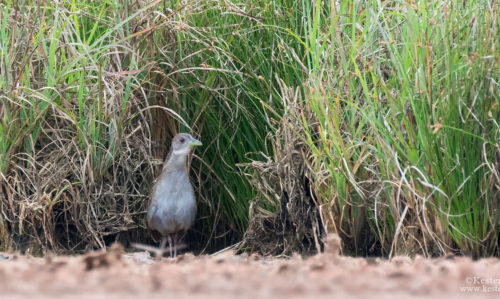 An Ash-throated Crake (Mustelirallus albicollis) at a lake in Linden.  (Photograph by Kester Clarke / www.kesterclarke.net)