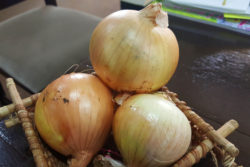 One pound of the Mercedes onions, which was harvested at a farm in Hopetown 