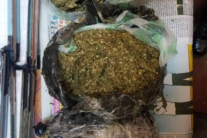 The cannabis that was allegedly found during the search.