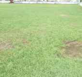 Sections of the Demerara Cricket Club ground yesterday with several patches of damp spots evident on the playing surface. 