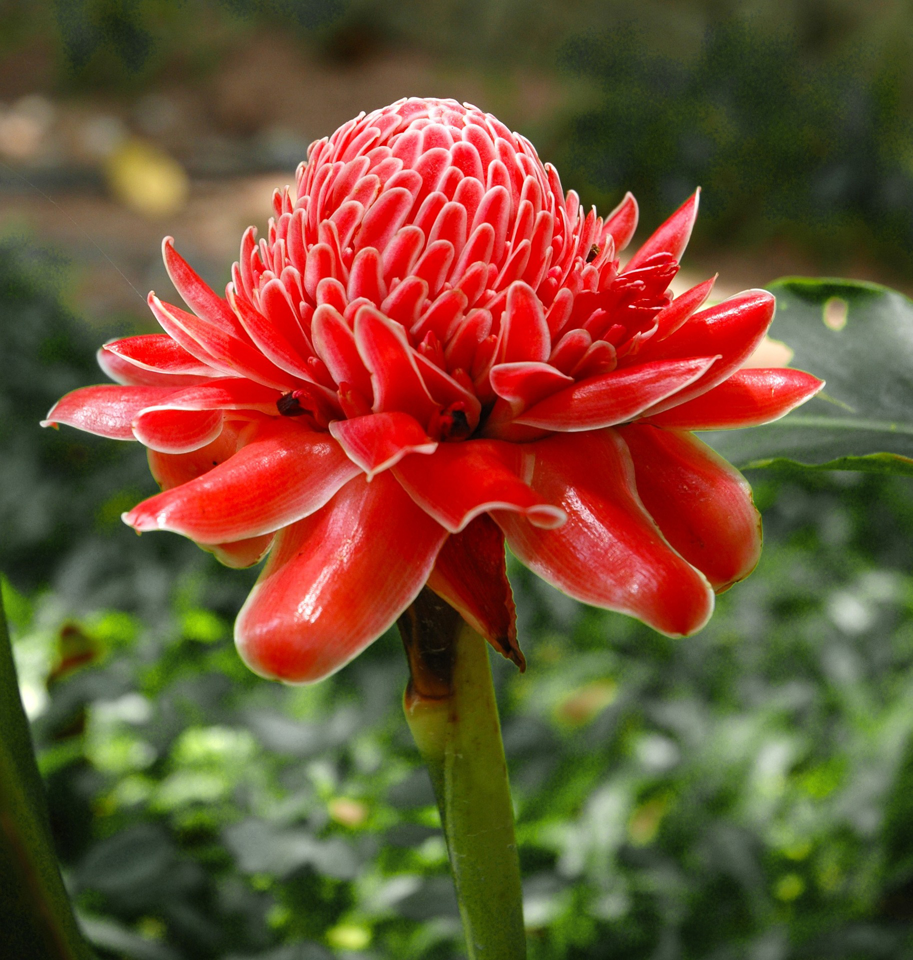 Exotic tropical flowers - Stabroek News