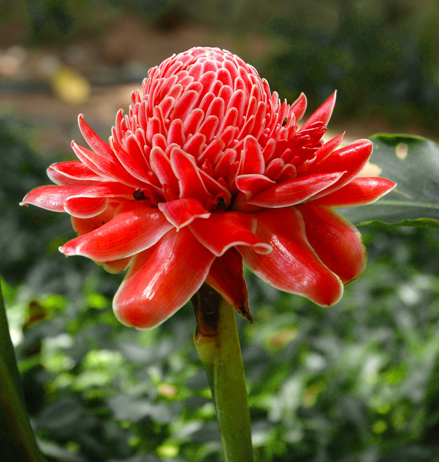 Exotic Tropical Flowers