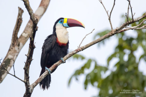 A White-throated Toucan (Ramphastos tucanus) perched along a back road in Linden. (Photo by Kester Clarke / www.kesterclarke.net)