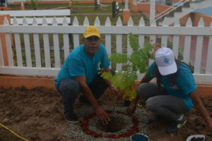 Minister of Communities, Ronald Bulkan (right) plants the first tree in Bartica at the West Indian Park to launch the 3TP project. (DPI/GINA photo)