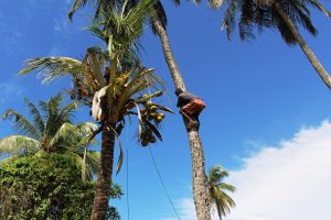 Having already sent down a bunch of coconuts by rope, this young man was on his way down
