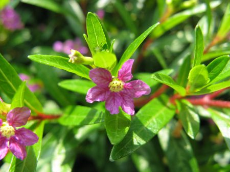 Cuphea hyssopifolia 