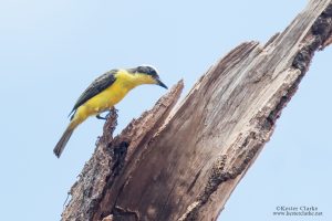 Yellow-throated Flycatcher 
(Conopias parvus) Rockstone, Guyana.