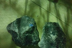 Some of the rocks that prisoners broke from a sleeping area to throw at prison staff during the unrest at the Lusignan Prison holding area yesterday afternoon.
