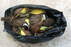 The Facebook photograph of the poisoned kiskadees, taken from the GSPCA page and shared by a concerned user.