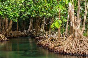 Overharvesting threatening coastal mangrove belt