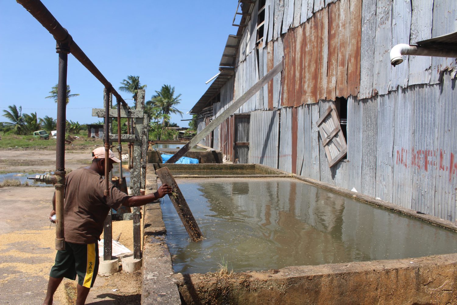 A worker tending to soaking rice at the Ojha Mill
