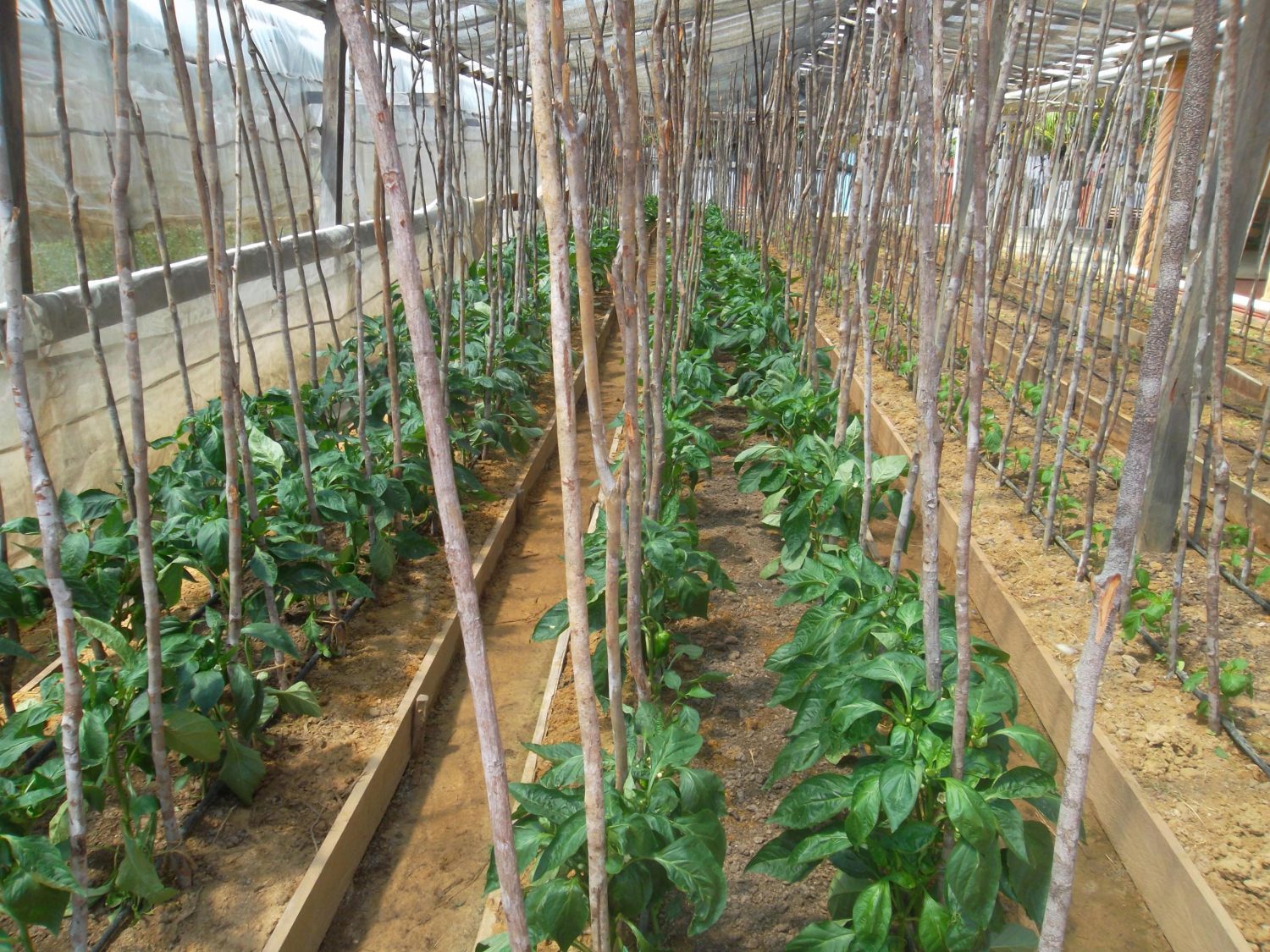 Sweet peppers under cultivation