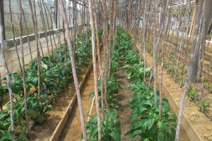 Sweet peppers under cultivation