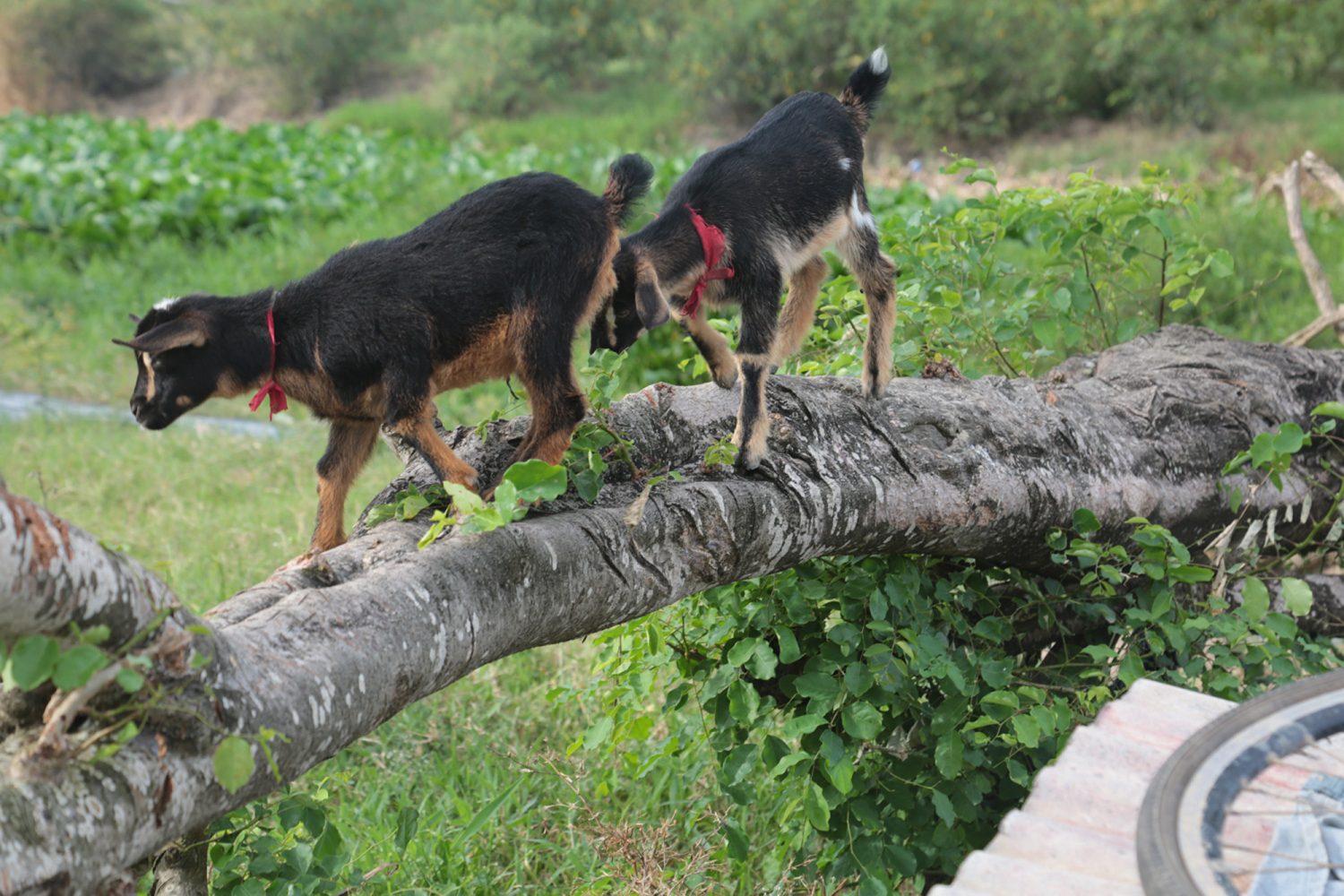 Kids of just a few weeks old explore the area treading along a fallen tree (Photos by Joanna Dhanraj)