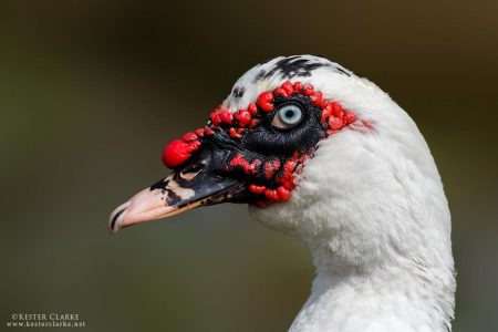 Muscovy Duck (Cairina moschata) Botanical Gardens, Georgetown (Photo by Kester Clarke www.kesterclarke.net)