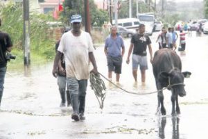 A Pluck Road, Woodland resident takes his cow out of a flooded area yesterday.