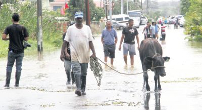 A Pluck Road, Woodland resident takes his cow out of a flooded area yesterday.