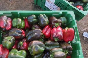 Locally grown sweet peppers