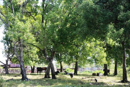 Cattle grazing in an orchard of genip trees