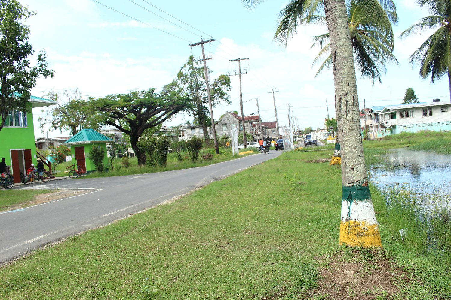 The coconut tree along Louisa Row, where Kescia Branche was picked up in an unconscious state on Sunday morning. 