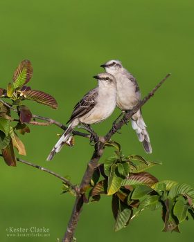 A pair of Tropical Mockingbirds (Mimus gilvus) in Drill, Mahaicony. (Photo by Kester Clarke www.kesterclarke.net)