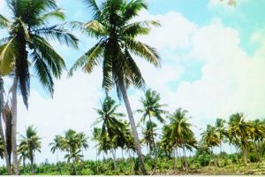 Coconut grove