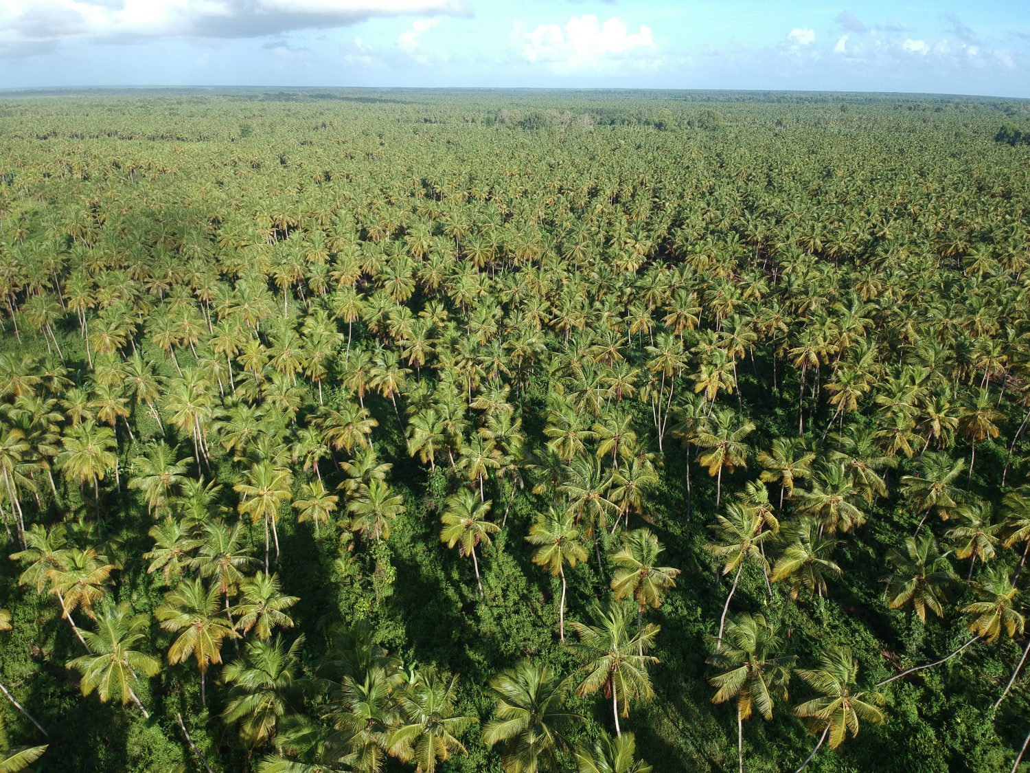 An aerial view of the 1,000 acre coconut estate in the Pomeroon River (NAREI photo) 
