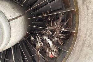 A bird stuck in the engine of the Aruba Air plane. 
