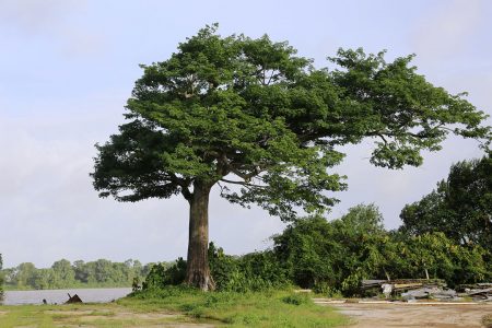 One of the silk cotton trees growing in the Sea Rice Mill Compound that was said to be used as a landmark for the Dutch port
