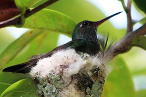 A humming bird in her nest (Photo by Joanna Dhanraj)