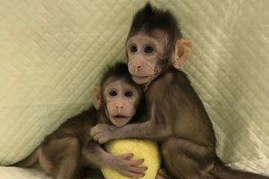 Zhong Zhong and Hua Hua, two cloned long tailed macaque monkeys are seen at the Non-Primate facility at the Chinese Academy of Sciences in Shanghai, China January 10, 2018. Picture taken January 10, 2018. Qiang Sun and Mu-ming Poo, Chinese Academy of Sciences handout from Cell/ via REUTERS
