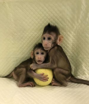 Zhong Zhong and Hua Hua, two cloned long tailed macaque monkeys are seen at the Non-Primate facility at the Chinese Academy of Sciences in Shanghai, China January 10, 2018. Picture taken January 10, 2018. Qiang Sun and Mu-ming Poo, Chinese Academy of Sciences handout from Cell/ via REUTERS