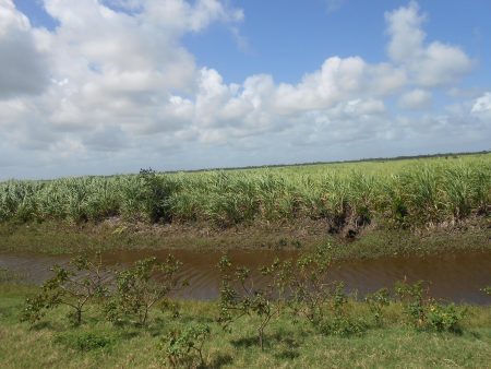 A sugarcane field at Enmore
