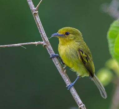 Yellow-breasted Flycatcher (Tolmomyias flaviventris) stripping nest material from shrubs in Abary, Mahaica-Berbice. (Photo by Kester Clarke www.kesterclarke.net)