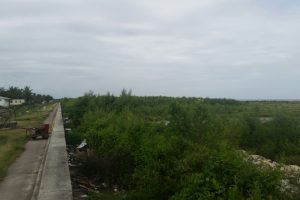 A section of mangroves