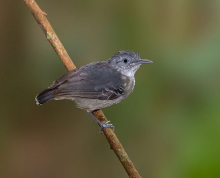 Black-chinned Antbird (Hypocnemoides melanopogon) in Rockstone, Essequibo River. (Photo by Kester Clarke www.kesterclarke.net)