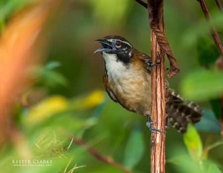 Coraya Wren (Pheugopedius coraya) at 3Vs in Kuru Kururu (Photo by Kester Clarke http://www.kesterclarke.net)