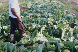 Hanoman Ramsaroop tending his cabbage patch
