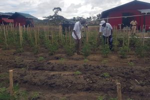 NAREI Director Dr. Oudho Homenauth and an interested President David Granger inspecting tomato plots
