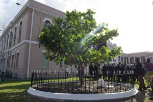 The Commonwealth Tree on the lawns of the Public Buildings in Georgetown (Department of Public Information photo)